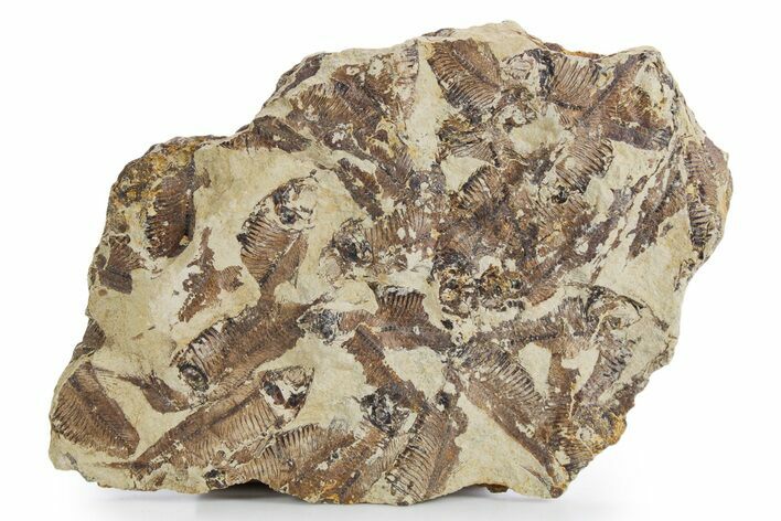Fossil Fish (Gosiutichthys) Mortality Plate - Wyoming #357183